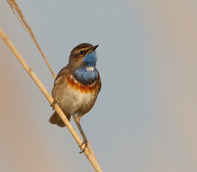 Luscinia svecica Bluethroat Blauwborst